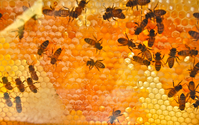 observation honeycomb
